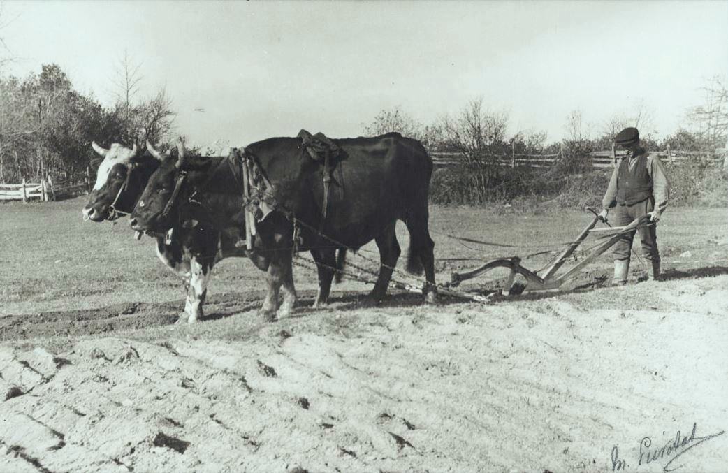 Un laboureur dans son champ a Saint-Laurent-de-l'Ile-d'Orleans, vers 1920